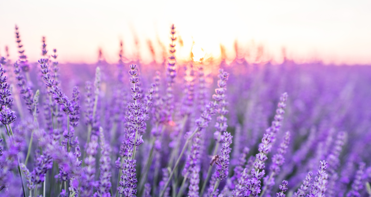 serach_bg_manner